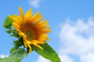 今年の夏は、これで乗り切る！～熱中症対策まとめ～